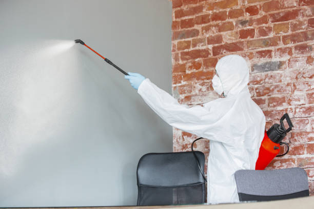 Environmental Consulting for Mold Prevention in Pamplico, SC