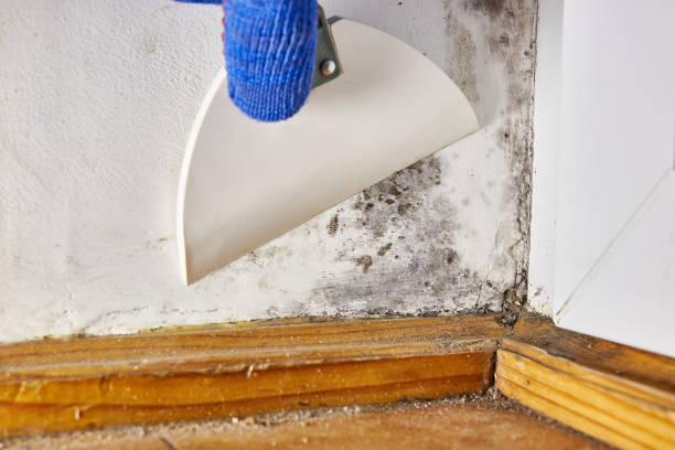 Best Mold Prevention Services  in Pamplico, SC