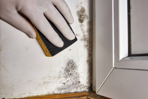 Best Indoor Air Quality Assessment  in Pamplico, SC