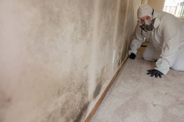 Best Post-Remediation Verification Testing  in Pamplico, SC